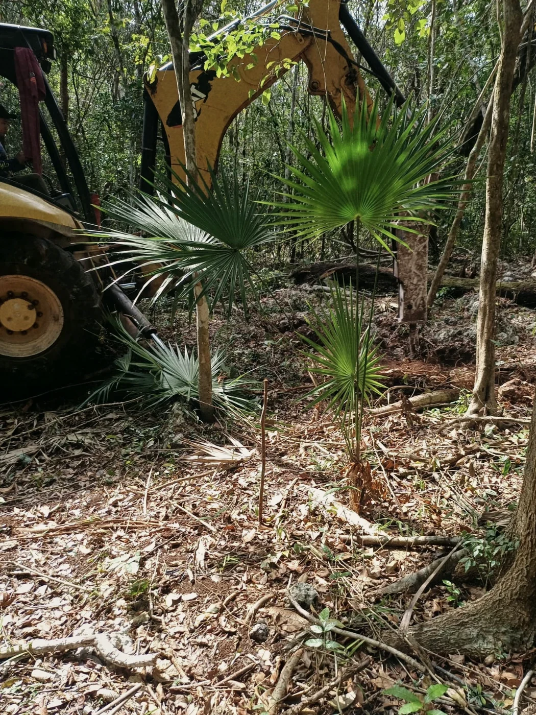 La máquina abriendo terreno en la selva