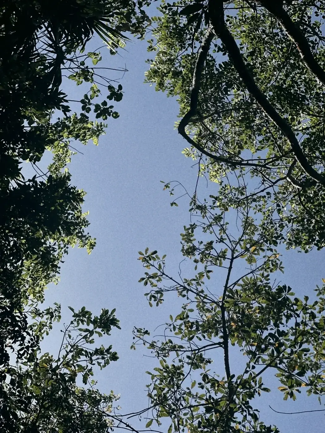 La selva de Omaya contra el cielo