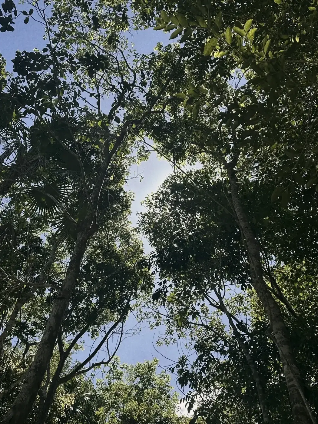 El dosel de la selva que rodea el santuario